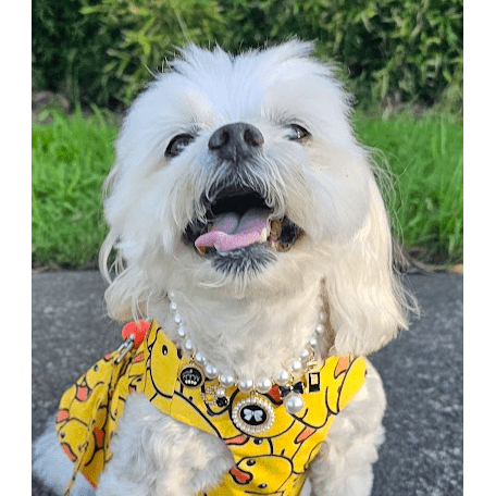 Luxury Designer Cat Dog Pearl Pet Collar Jewellery Necklace