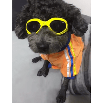 Sunglasses Goggles for Dogs
