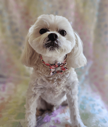 Flower and Diamante Dog Collar