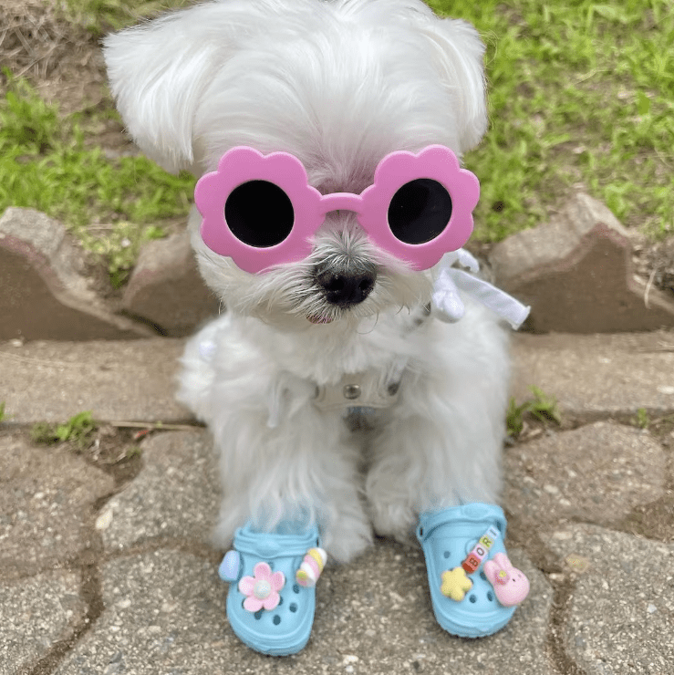 Waterproof Summer Beach Slippers for Dogs